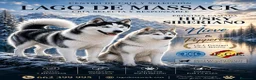 Husky Siberiano perros en venta: Husky Siberiano  - Anuncio 1