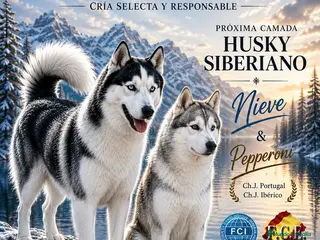 Husky Siberiano perros Husky Siberiano - Anuncio 3
