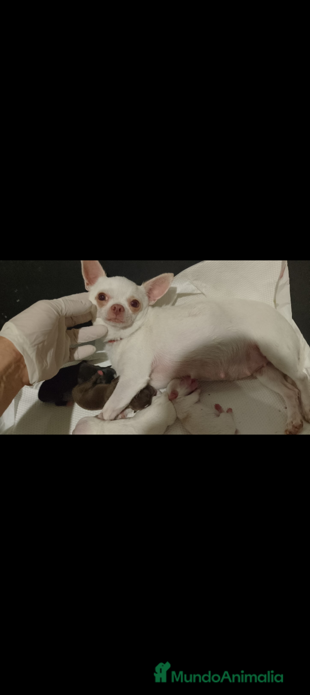 Chihuahua perros en venta: Chihuahua mini  - Imagen 1