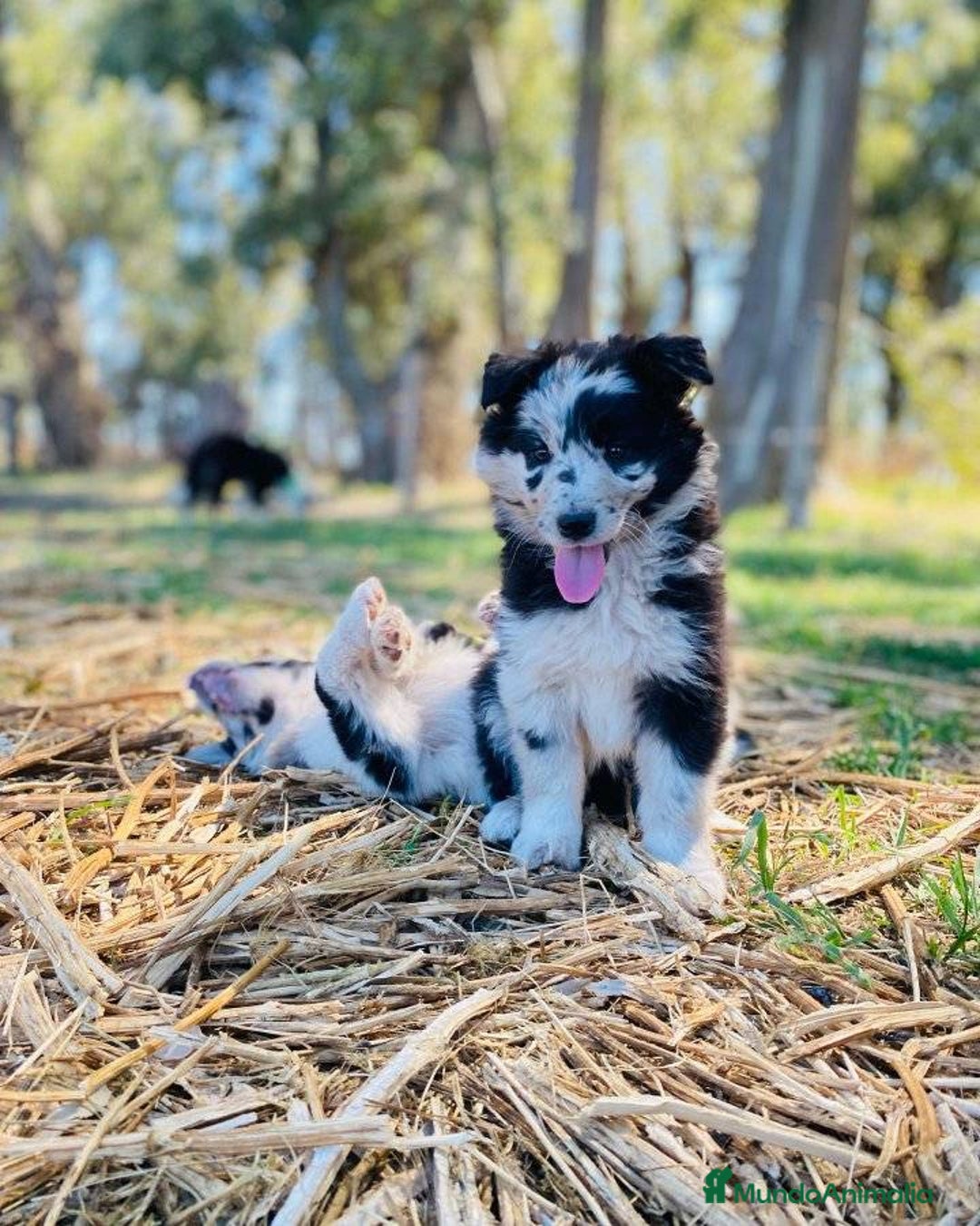 Border Collie perros en venta: Border collie cachorritos - Anuncio 1