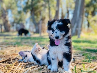 Border Collie perros Border collie cachorritos - Anuncio 2