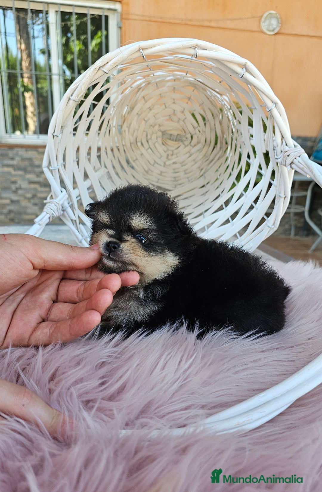 Pomerania perros en venta: Lulu de Pomerania Black and tan - Imagen 2