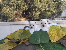 Chihuahua perros - Anuncio 3