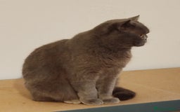 Británico de Pelo Corto Azul gatos en venta: British Shorthair - Imagen 11