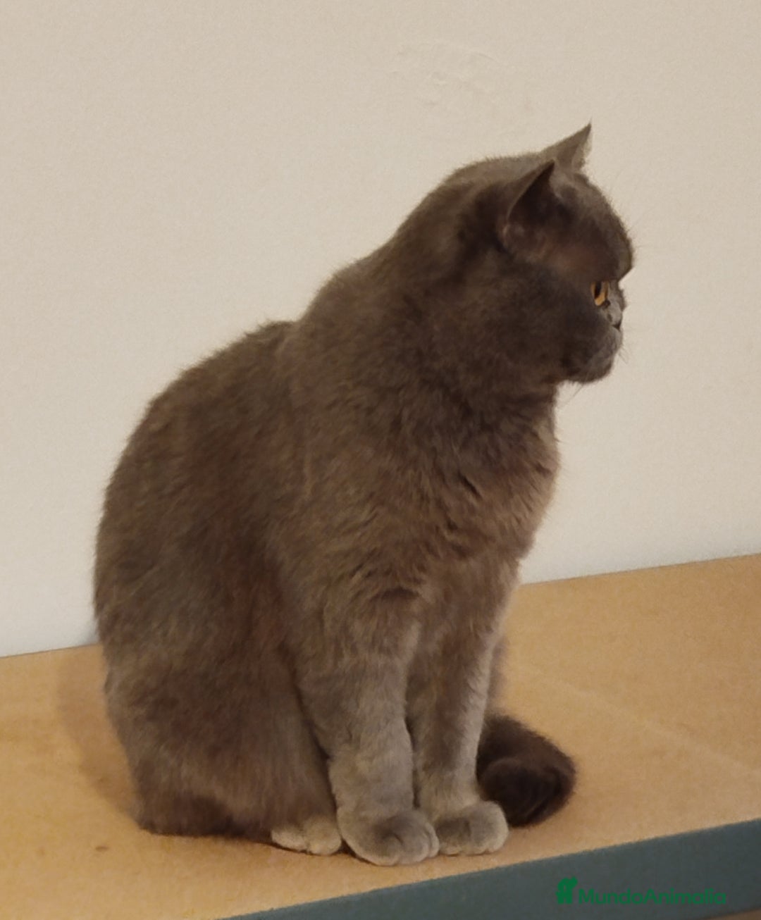 Británico de Pelo Corto Azul gatos en venta: British Shorthair - Imagen 11