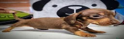 Teckel perros en venta: Teckel kanichen precio real - Anuncio 12