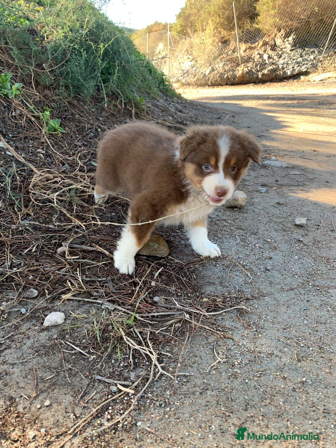 Pastor Australiano perros en venta: Cachorro PASTOR AUSTRALIANO  - Anuncio 5