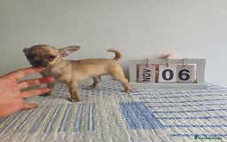 Chihuahua perros en venta: Chihuahua toy - Imagen 2