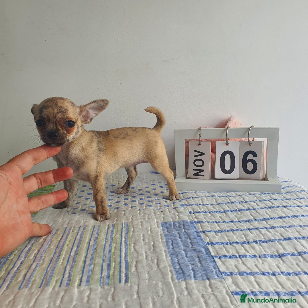 Chihuahua perros en venta: Chihuahua toy - Imagen 2