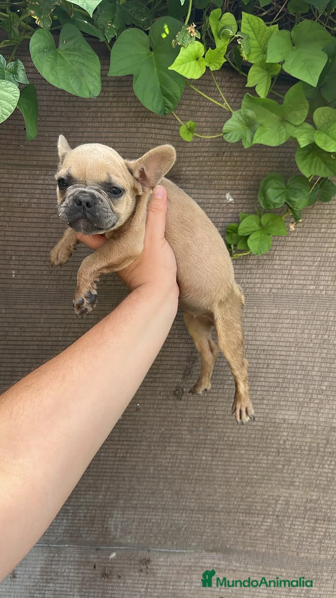 Bulldog Francés perros en venta: Cachorros de bulldog francés - Anuncio 4