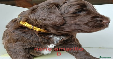 Labradoodle perros - Propaganda 4