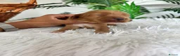 Cocker Spaniel Inglés perros en venta: COCKER SPANIEL INGLES - Anuncio 10