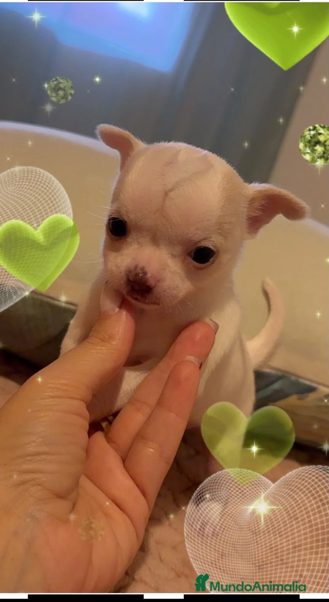 Chihuahua perros en venta: 🐾💕 ¡PEQUEÑITA, ENCANTADORA Y LISTA ❤️ - Anuncio 1