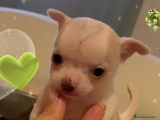 Chihuahua perros 🐾💕 ¡PEQUEÑITA, ENCANTADORA Y LISTA ❤️ - Anuncio 1