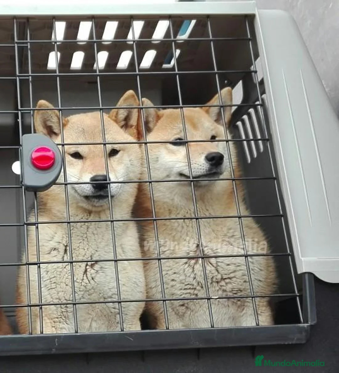 Imagen de galería {{count}}