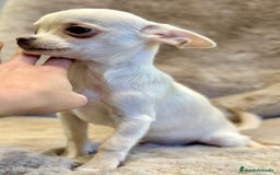 Chihuahua perros en venta: CHIHUAHUA MINI TOY  - Anuncio 3