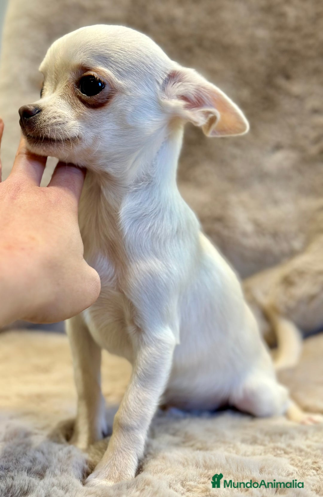 Chihuahua perros en venta: CHIHUAHUA MINI TOY  - Anuncio 3