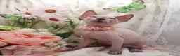 Sphynx gatos en venta: Sphynx  - Anuncio 3