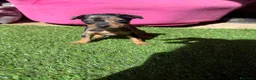 Ratón de Praga perros en venta: RATON DE PRAGA EN BADAJOZ - Anuncio 9
