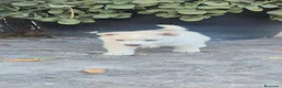 Husky Siberiano perros en venta: Preciosos husky siberianos 🐶🐾🔥 - Anuncio 2