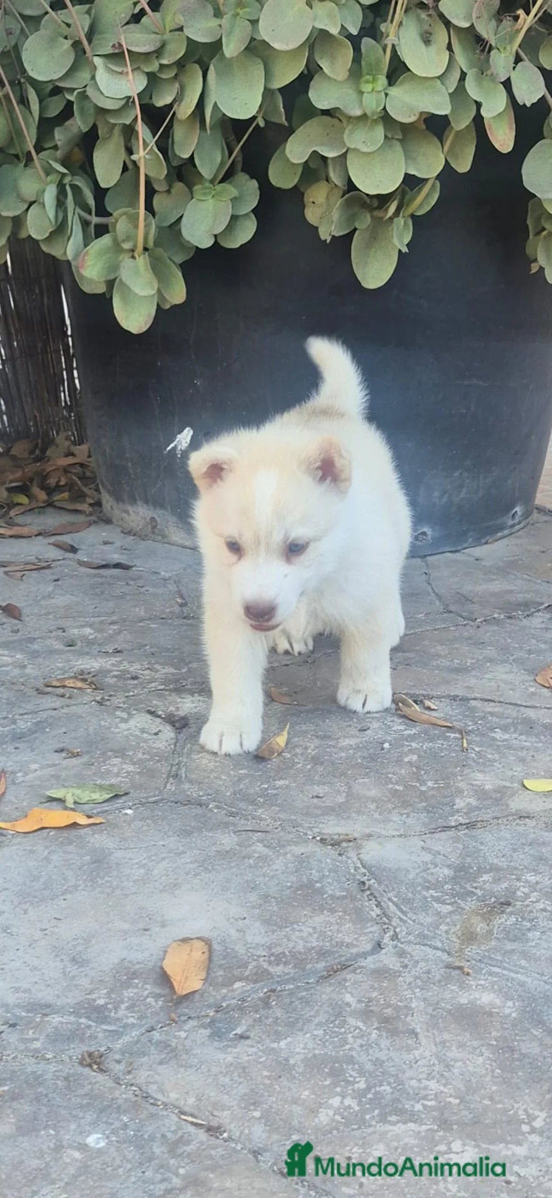 Husky Siberiano perros en venta: Preciosos husky siberianos 🐶🐾🔥 - Anuncio 2