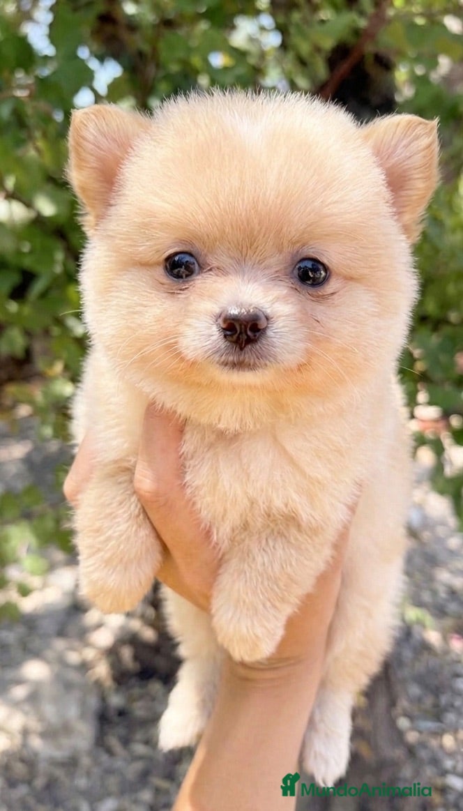 Pomerania perros Pomerania lulù mini - Anuncio 1