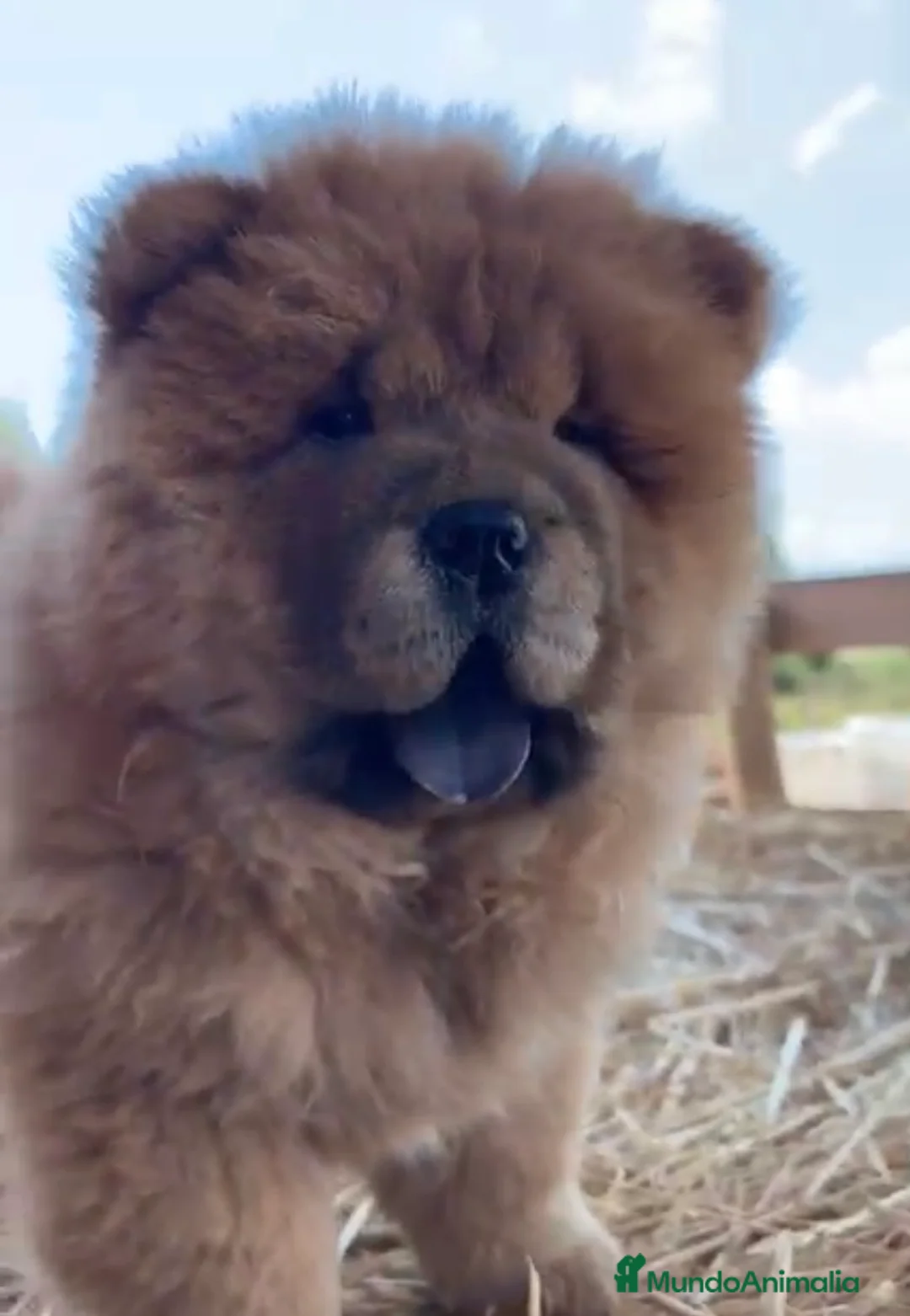 Chow Chow perros en venta: Chow Chow hembra  - Anuncio 2