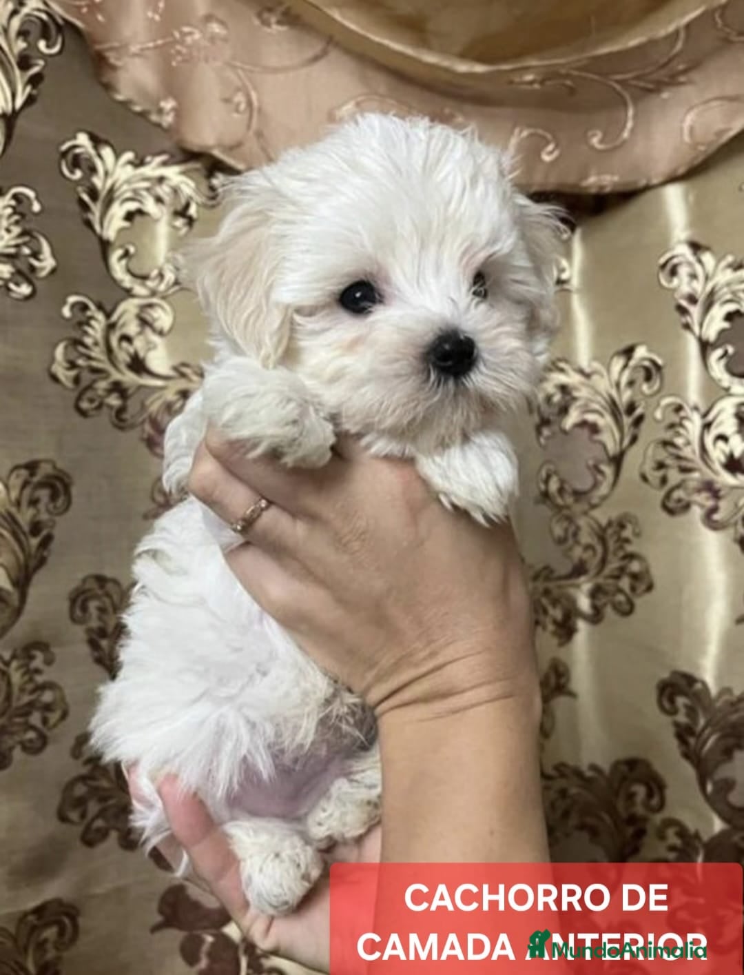 Maltipoo perros Preciosos cachorros Maltipoo  - Anuncio 1