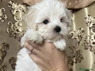 Maltipoo perros Preciosos cachorros Maltipoo - Anuncio 6