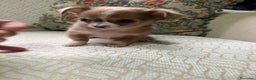 Chihuahua perros en venta: Hembra chihuahua toy chocolate pelo largo - Anuncio 3