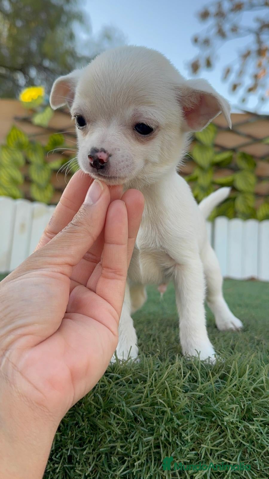 Chihuahua perros CHIHUAHUA MACHO - Anuncio 1