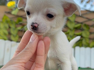 Chihuahua perros CHIHUAHUA MACHO - Anuncio 2