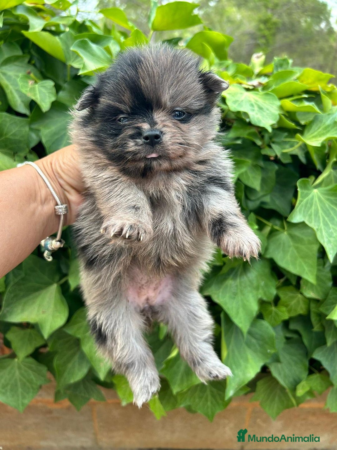 Pomerania perros en venta: Pomerania mini exótico  - Imagen 2