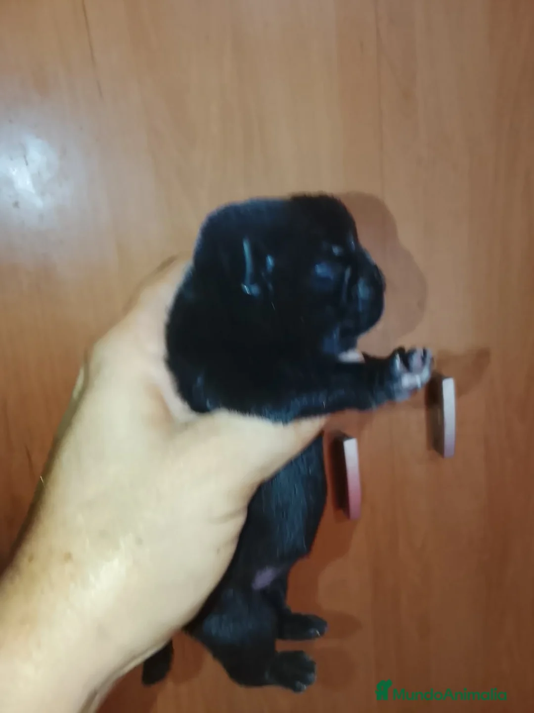 Carlino - Pug perros en venta: CARLINO NEGRO AZABACHE - Anuncio 2