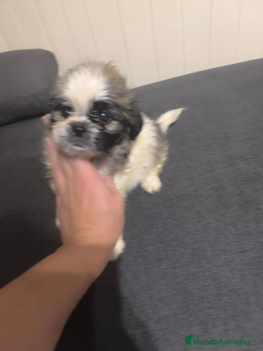 Shih Tzu perros en venta: Shihtzu mini en Curtis ,la Coruña  - Anuncio 5
