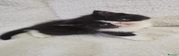 Persa gatos en venta: Macho persa bicolor  - Anuncio 1