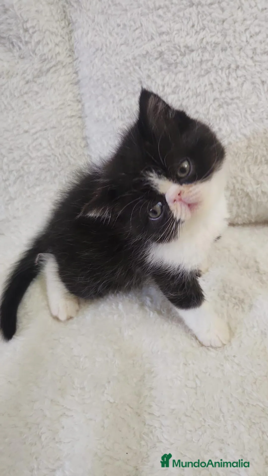 Persa gatos en venta: Macho persa bicolor  - Anuncio 1