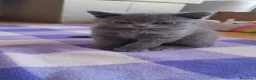 Británico de Pelo Corto Azul gatos en venta: Gatito British Shorthair  - Anuncio 2