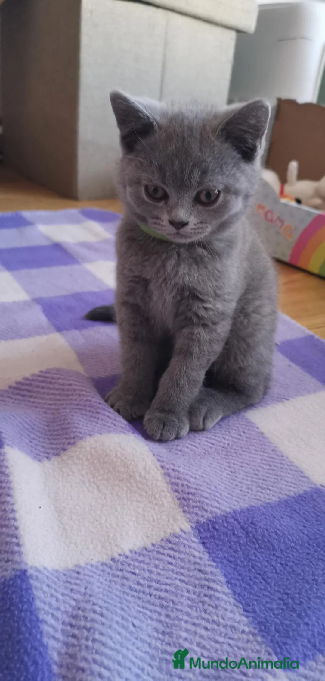 Británico de Pelo Corto Azul gatos en venta: Gatito British Shorthair  - Anuncio 2