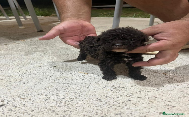 Perro de Agua Americano perros - Anuncio 1