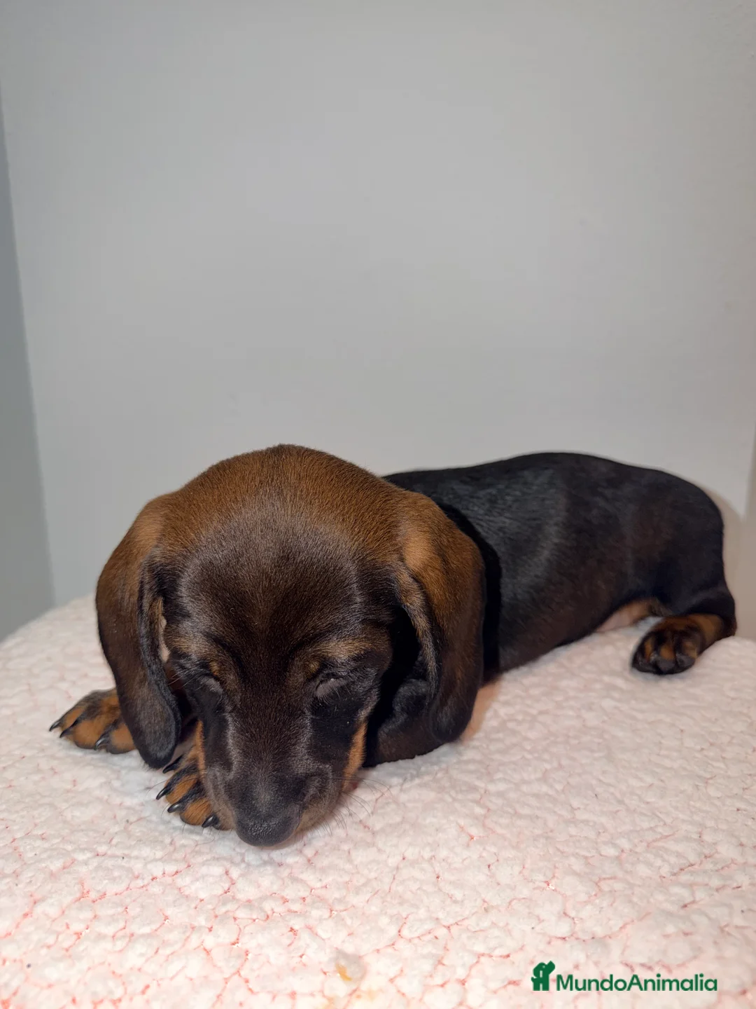 Teckel Miniatura perros en venta: Teckel negro fuego venado  - Anuncio 3