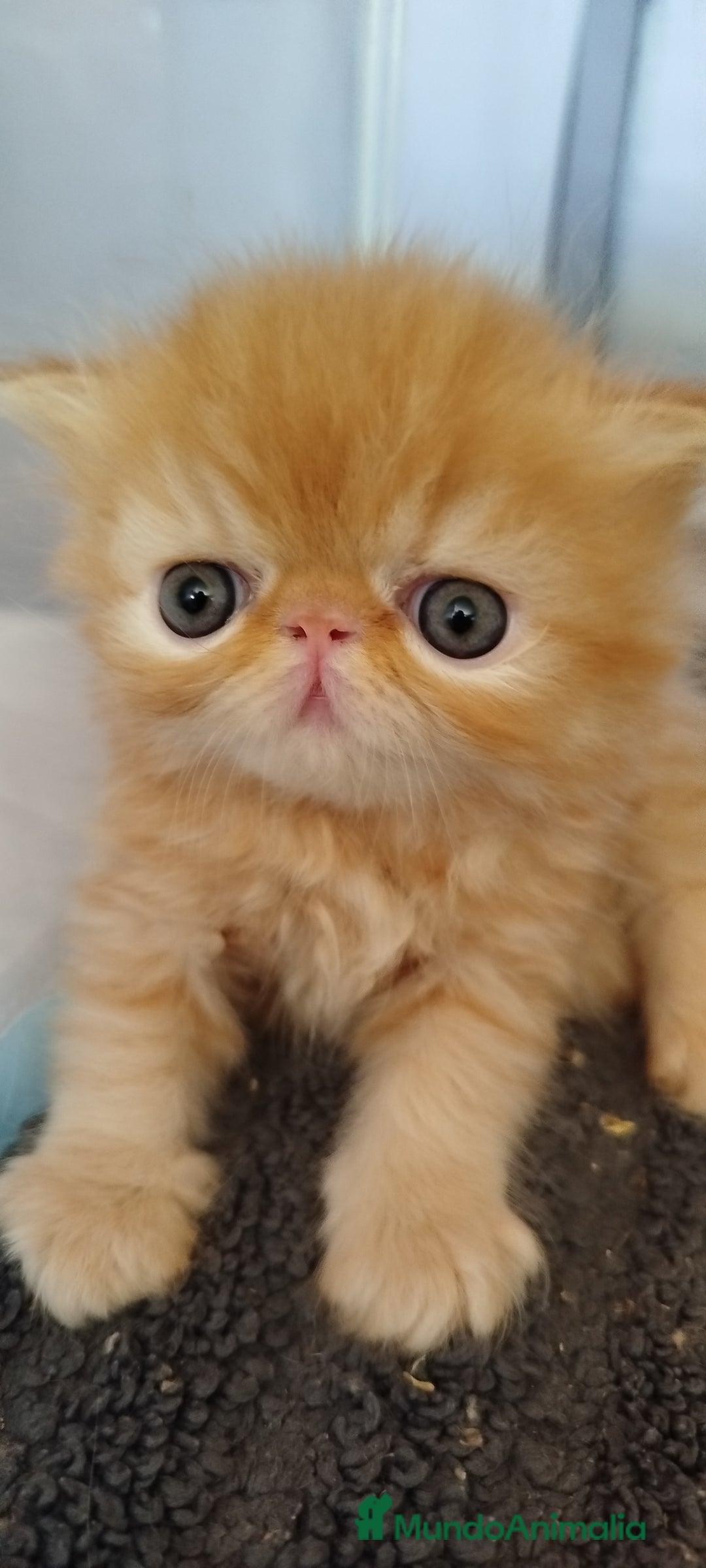 Persa gatos en venta: Gatito Persa Exotico Pura Raza - Imagen 4
