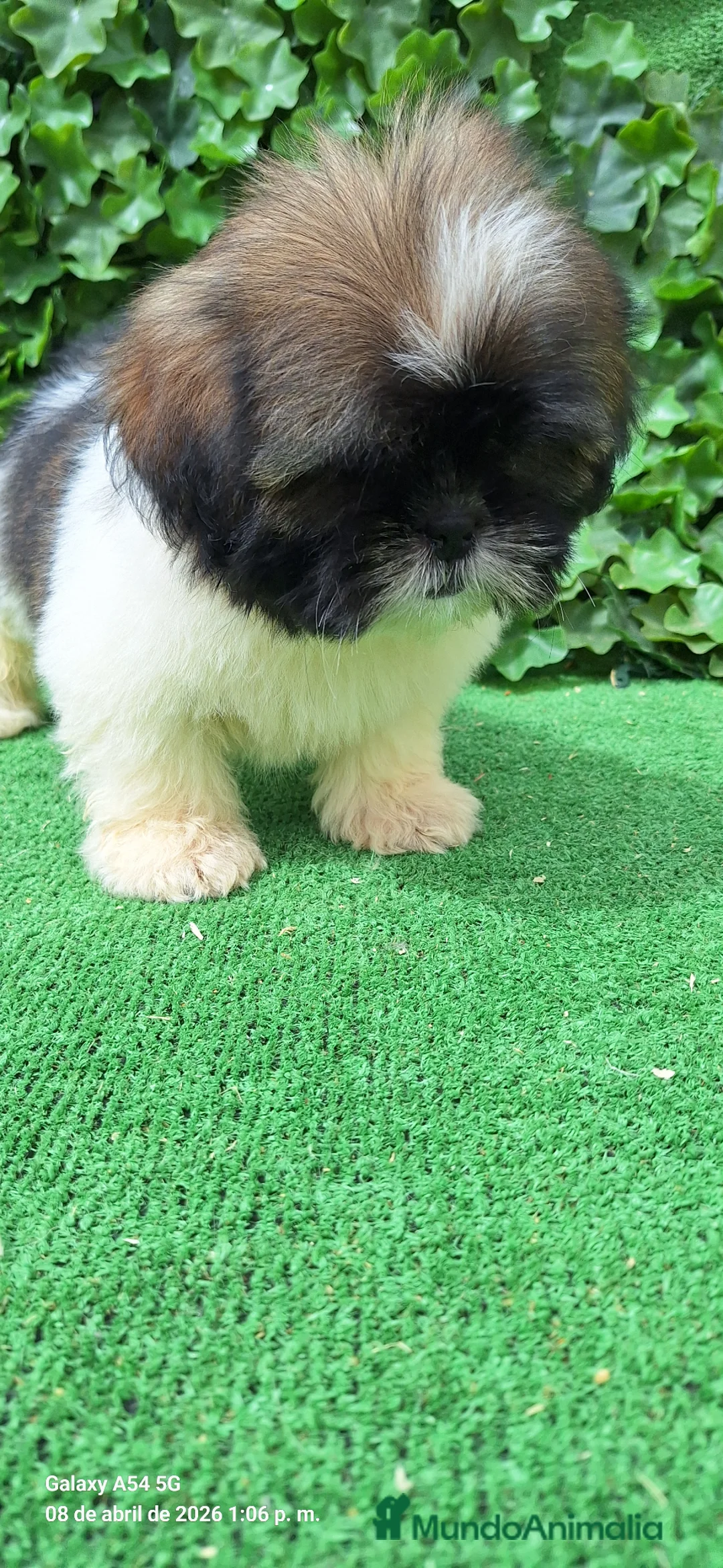 Shih Tzu perros en venta: Zhizu - Anuncio 9