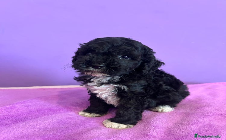 Caniche Enano perros - Anuncio 1
