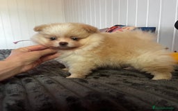 Pomerania perros en venta: Pomerania  - Anuncio 2