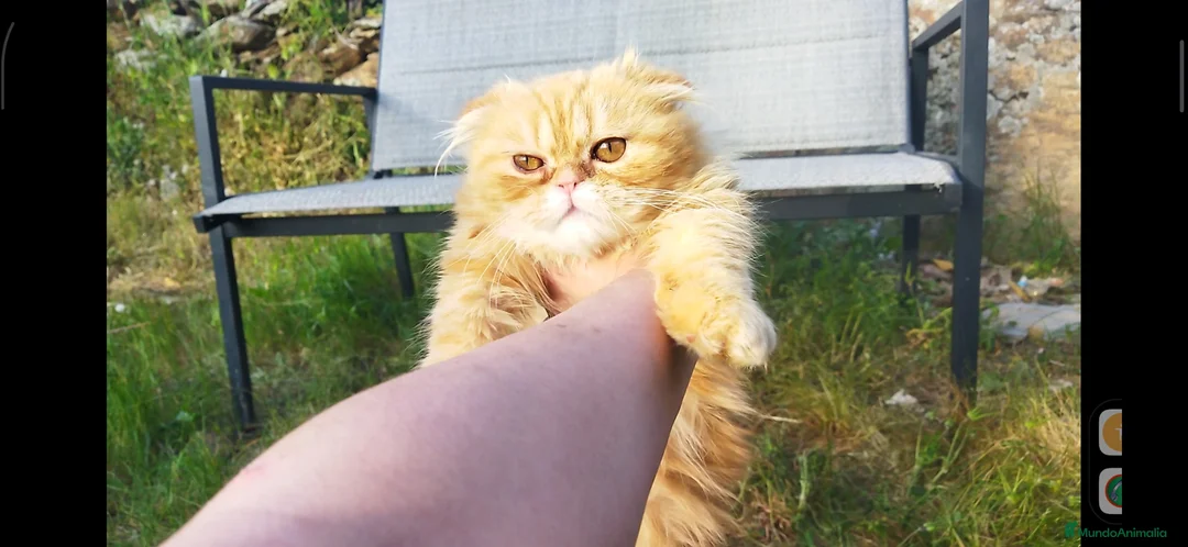 Foldex gatos en venta: Espectacular perfold - Anuncio 2