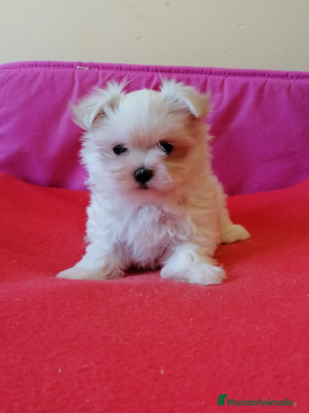 Bichón Maltés perros en venta: Bichón Maltés  - Anuncio 5