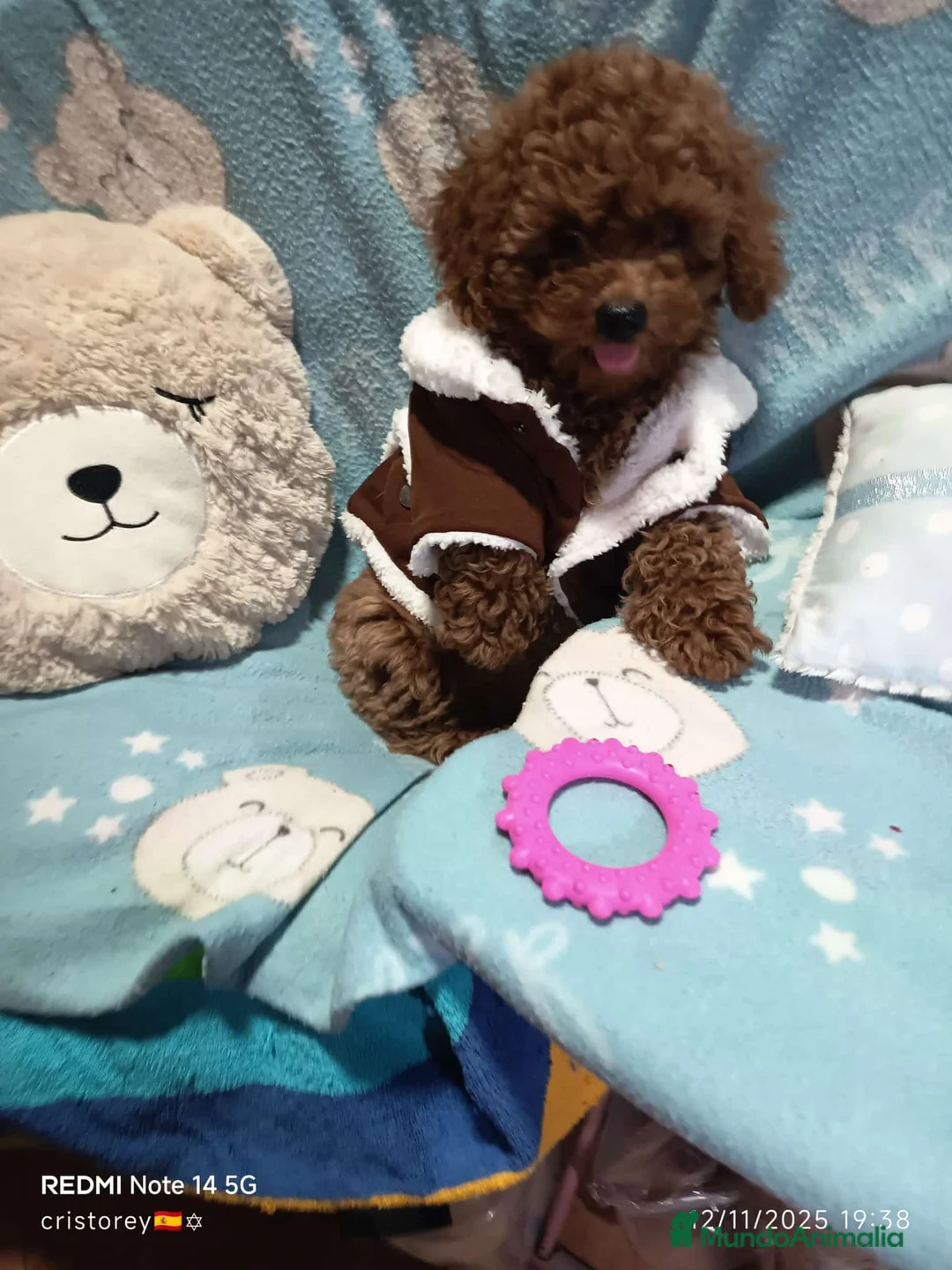 Caniche Toy perros en venta: ‼️‼️CANICHES 50% ASIÁTICOS - Anuncio 1