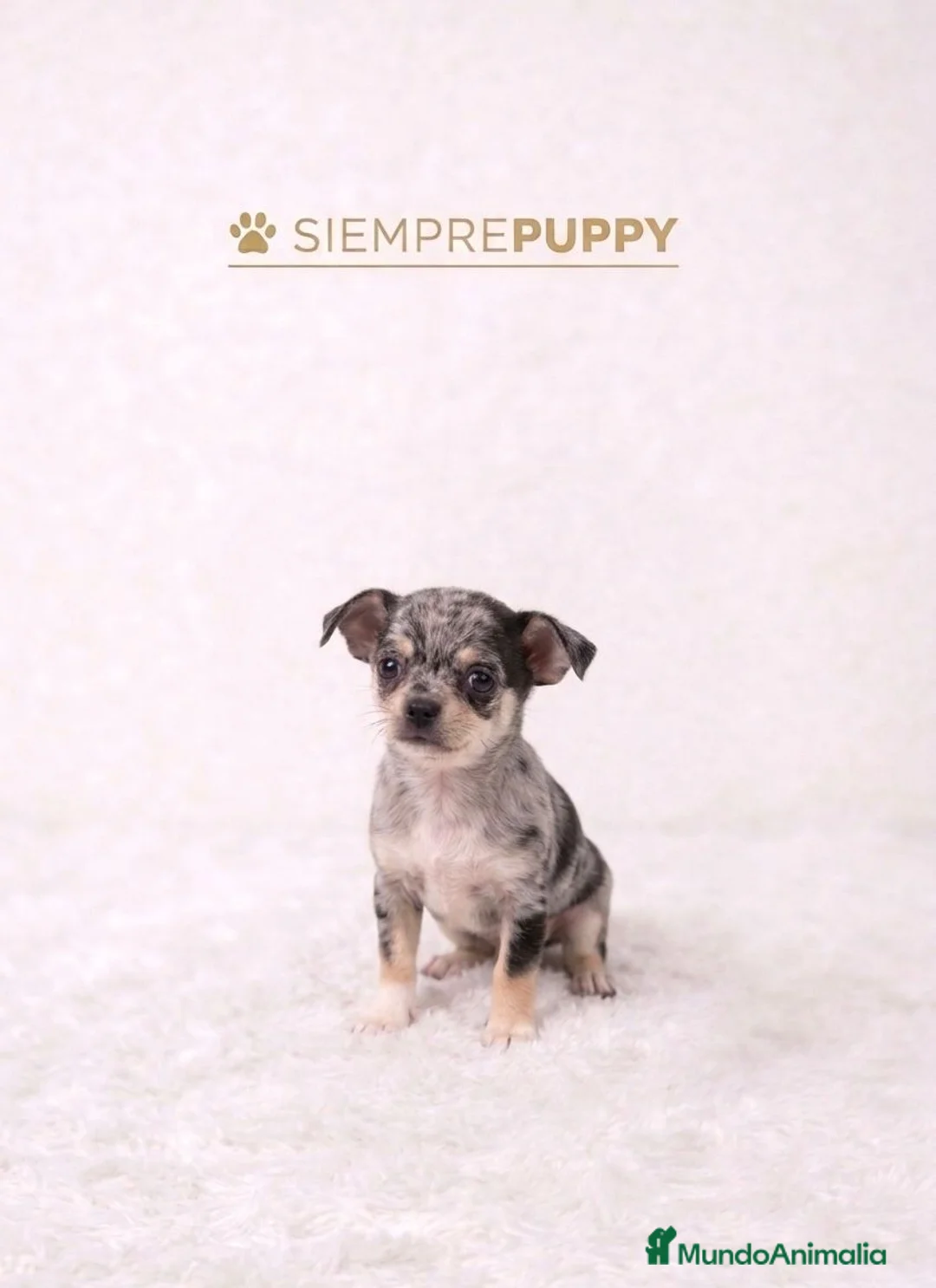 Chihuahua perros en venta: CHIHUAHUA EXÓTICO MERLE - Anuncio 1