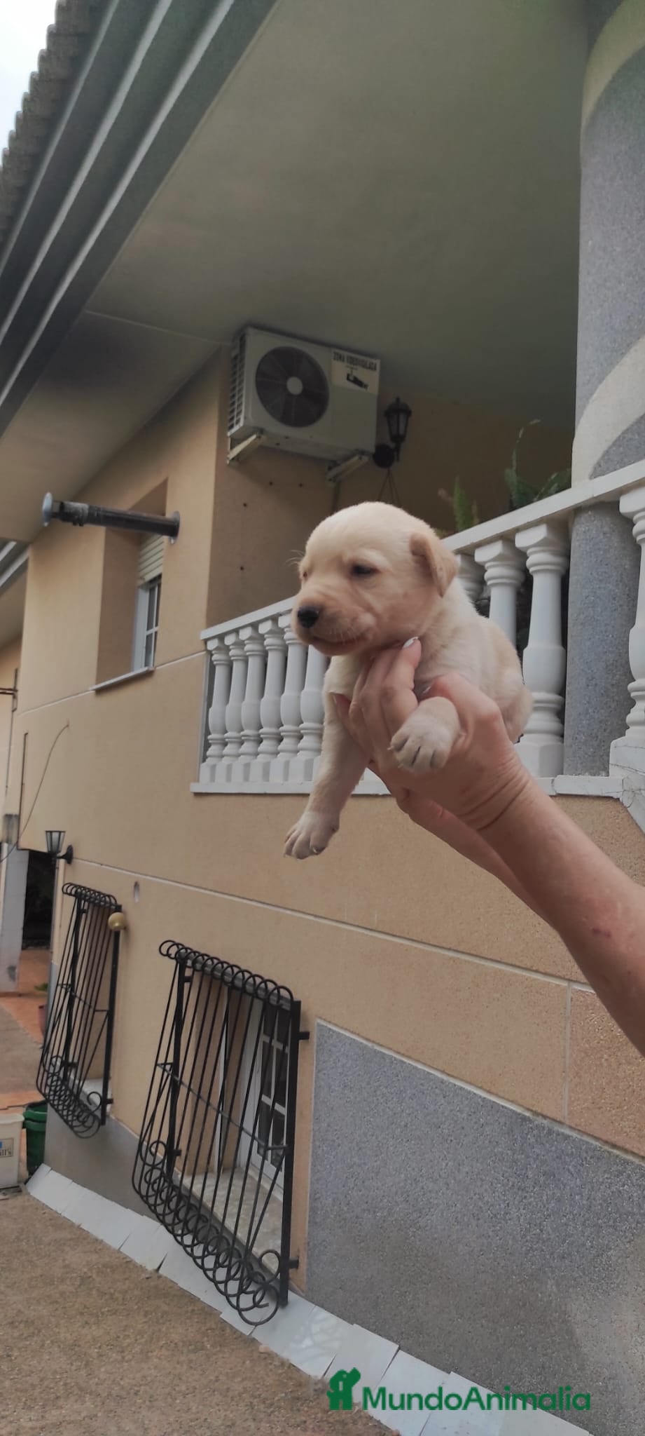 Labrador Retriever perros LABRADOR EXCLUSIVO  - Anuncio 7